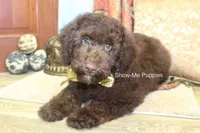 Marshal, a male Poodle - Miniature  for sale in West Plains, MO – 7 of 10