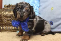 Newt, a male Miniature Dachshund for sale in West Plains, MO – 2 of 8