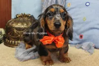 Joshua, a male Miniature Dachshund for sale in West Plains, MO – 10 of 10