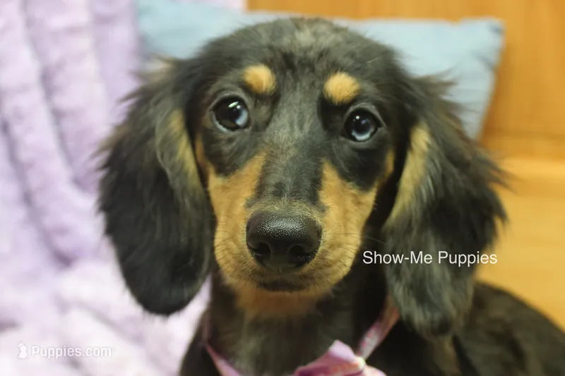 Josie – Miniature Dachshund puppy for sale in West Plains, MO