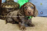 Dalton, a male Miniature Dachshund for sale in West Plains, MO – 2 of 10