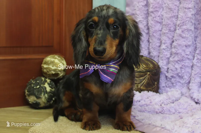 Jolene – Miniature Dachshund puppy for sale in West Plains, MO