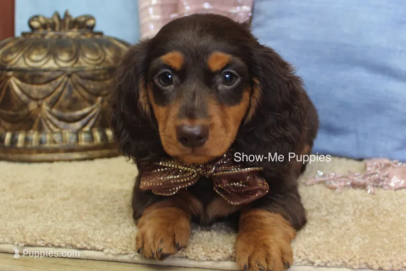 Fynlee – Miniature Dachshund puppy for sale in West Plains, MO
