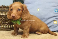 Isaac, a male Miniature Dachshund for sale in West Plains, MO – 6 of 10