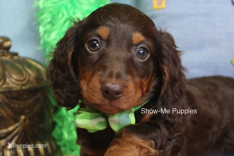 Franky – Miniature Dachshund puppy for sale in West Plains, MO