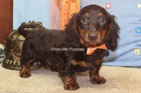 Franky, a male Miniature Dachshund for sale in West Plains, MO – 5 of 8