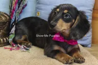 Josie, a female Miniature Dachshund for sale in West Plains, MO – 10 of 10