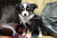 Tina, a female Miniature Australian Shepherd and Toy Australian Shepherd for sale in West Plains, MO – 5 of 10