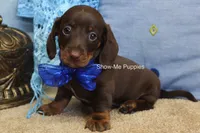 Manny, a male Miniature Dachshund for sale in West Plains, MO – 6 of 6