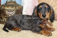 Jolene, a female Miniature Dachshund for sale in West Plains, MO – 6 of 10