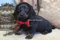 Nicole, a female Miniature Dachshund for sale in West Plains, MO – 5 of 10