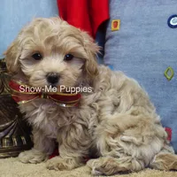 Vinny, a male Maltipoo for sale in West Plains, MO – Photo 7 of 7