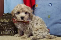 Vinny, a male Maltipoo for sale in West Plains, MO – Photo 7 of 7