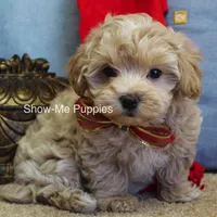Vinny, a male Maltipoo for sale in West Plains, MO – Photo 3 of 7