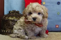 Vinny, a male Maltipoo for sale in West Plains, MO – Photo 3 of 7