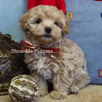 Vinny, a male Maltipoo for sale in West Plains, MO – Photo 1 of 7