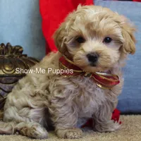 Vinny, a male Maltipoo for sale in West Plains, MO – Photo 4 of 7