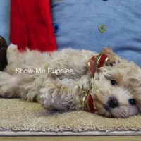 Vinny, a male Maltipoo for sale in West Plains, MO – Photo 6 of 7