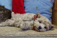 Vinny, a male Maltipoo for sale in West Plains, MO – Photo 6 of 7