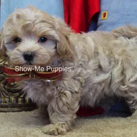 Vinny, a male Maltipoo for sale in West Plains, MO – Photo 5 of 7