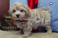 Vinny, a male Maltipoo for sale in West Plains, MO – Photo 5 of 7