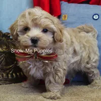 Vinny, a male Maltipoo for sale in West Plains, MO – Photo 2 of 7