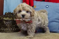 Vinny, a male Maltipoo for sale in West Plains, MO – Photo 2 of 7
