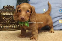 Isaac, a male Miniature Dachshund for sale in West Plains, MO – 2 of 10