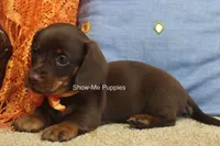 Metro, a male Miniature Dachshund for sale in West Plains, MO – 5 of 10
