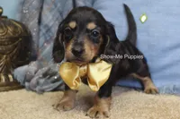 Joseph, a male Miniature Dachshund for sale in West Plains, MO – 2 of 8
