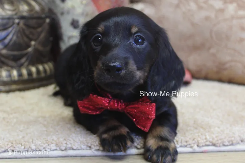 Nicole – Miniature Dachshund puppy for sale in West Plains, MO