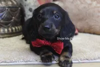 Nicole, a female Miniature Dachshund for sale in West Plains, MO – 1 of 10