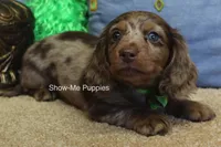 Dalton, a male Miniature Dachshund for sale in West Plains, MO – 6 of 10