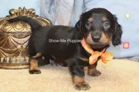 Luther, a male Miniature Dachshund for sale in West Plains, MO – 9 of 10