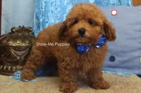 Karter, a male Poodle - Toy  for sale in West Plains, MO – 5 of 10