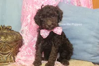 Maisie, a female Poodle - Miniature  for sale in West Plains, MO – 4 of 9