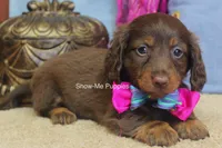 Morgana, a female Miniature Dachshund for sale in West Plains, MO – 5 of 9
