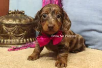 Heidi, a female Miniature Dachshund for sale in West Plains, MO – 8 of 9