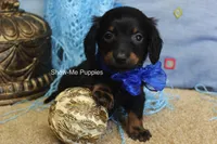 Lucas, a male Miniature Dachshund for sale in West Plains, MO – 8 of 9