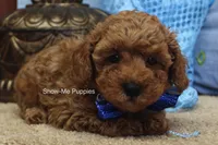 Karter, a male Poodle - Toy  for sale in West Plains, MO – 7 of 9
