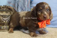 Mikey, a male Miniature Dachshund for sale in West Plains, MO – 9 of 10