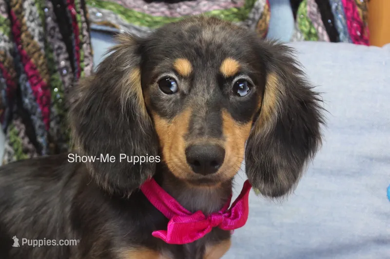 Josie – Miniature Dachshund puppy for sale in West Plains, MO