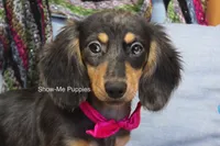 Josie, a female Miniature Dachshund for sale in West Plains, MO – 1 of 10