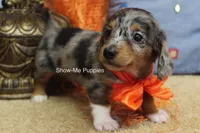 Levi, a male Miniature Dachshund for sale in West Plains, MO – 6 of 10
