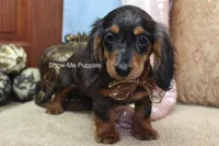 Jolene, a female Miniature Dachshund for sale in West Plains, MO – 10 of 10