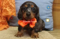 Joshua, a male Miniature Dachshund for sale in West Plains, MO – 5 of 10