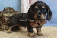 Josie, a female Miniature Dachshund for sale in West Plains, MO – 10 of 10
