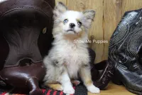 Teddy, a male Miniature Australian Shepherd and Toy Australian Shepherd for sale in West Plains, MO – 2 of 10
