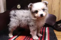 Teddy, a male Miniature Australian Shepherd and Toy Australian Shepherd for sale in West Plains, MO – 7 of 10