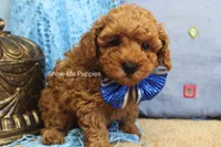 Karter, a male Poodle - Toy  for sale in West Plains, MO – 6 of 9